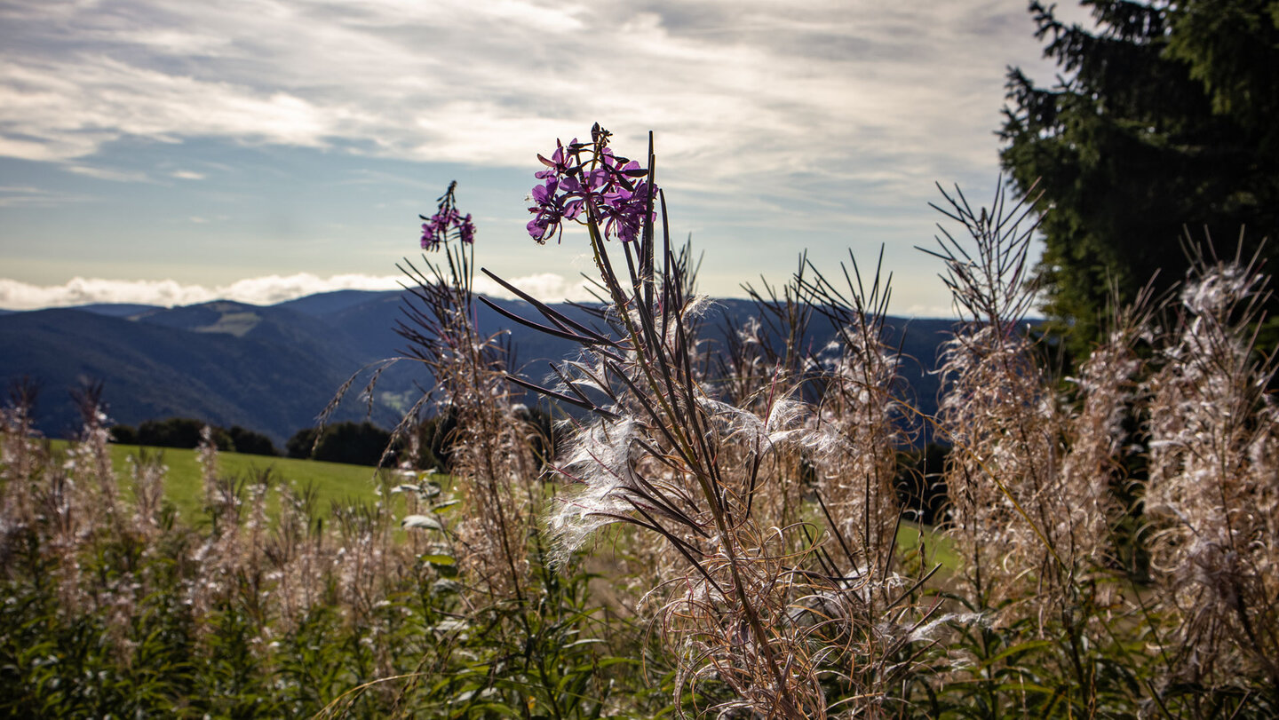 ein Weidenröschen vor Schwarzwaldpanorama am Schauinsland ein Weidenröschen vor Schwarzwaldpanorama