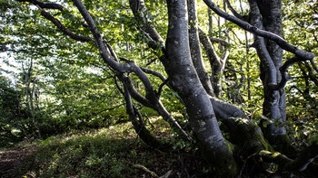 Wanderweg am Schauinsland durch einen Buchenhain