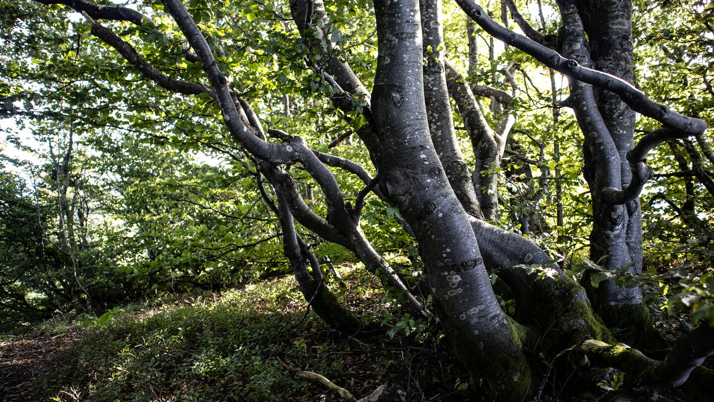 der Wanderweg am Schauinsland führt durch einen Buchenhain Wanderweg am Schauinsland durch einen Buchenhain