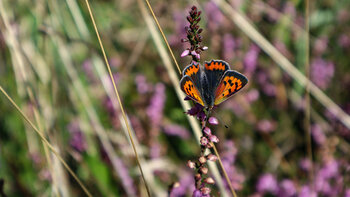 kleiner Feuerfalter auf Wiese am Schauinsland
