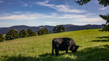ein Hochlandrind weidet vor Feldbergpanorama