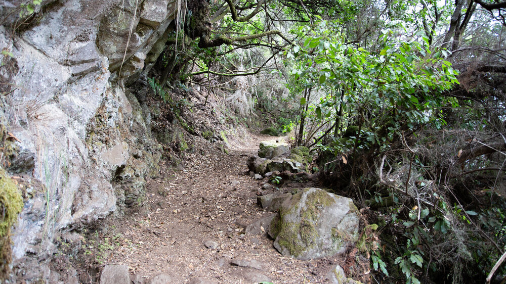 zwischen Roque de Faro und La Mata auf dem Wanderweg PR LP 9 in La Palma