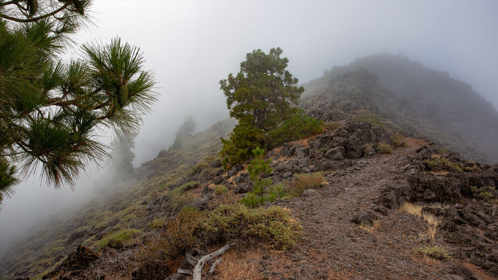 entlang des Bergkamms am Wanderweg PR LP 9 - La Palma