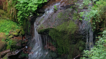 Sankenbach Wasserfall am Sankenbachsee