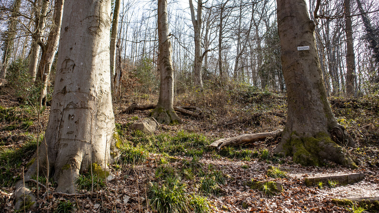 Buchwald am Wattkopf
