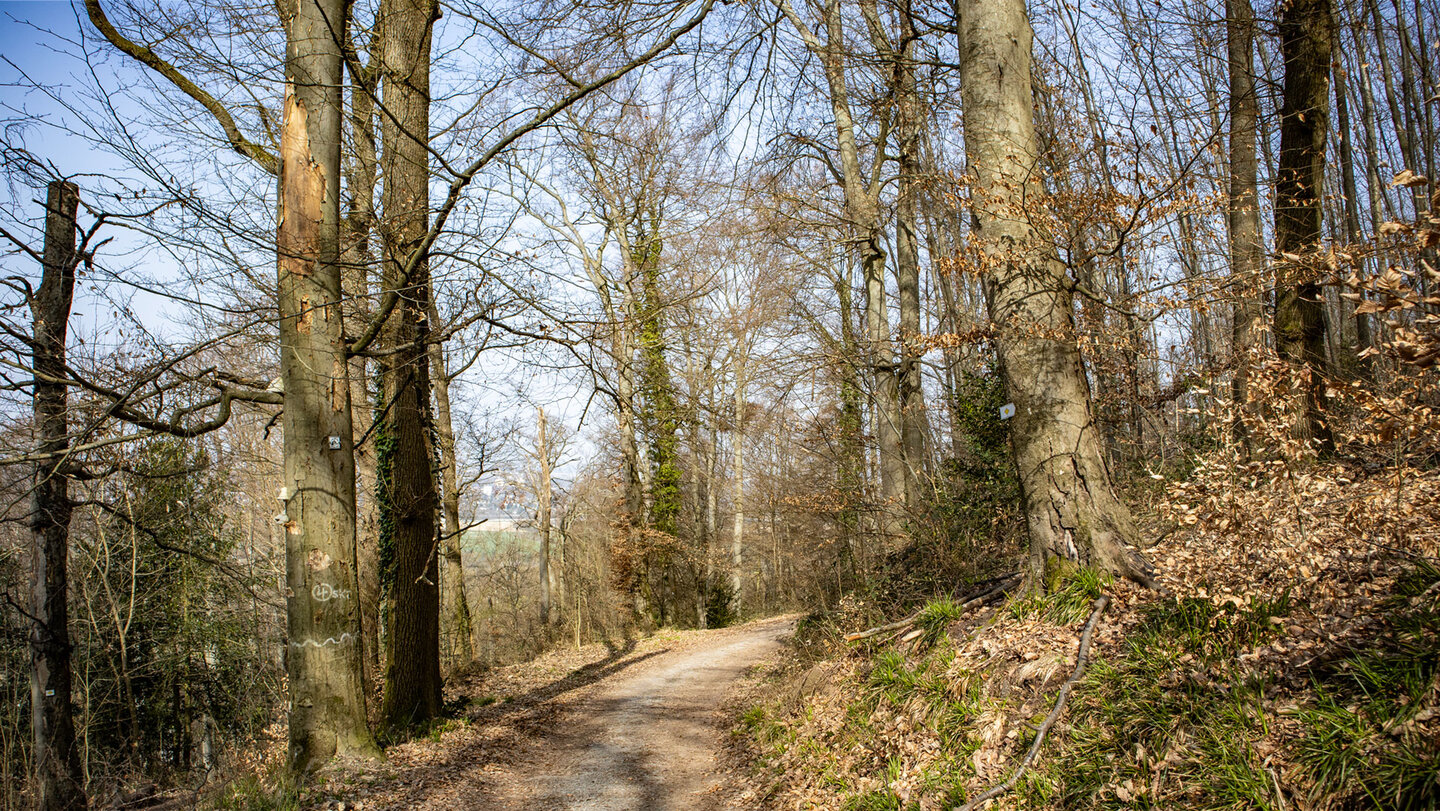 Panoramaweg Wattkopf bei Ettlingen
