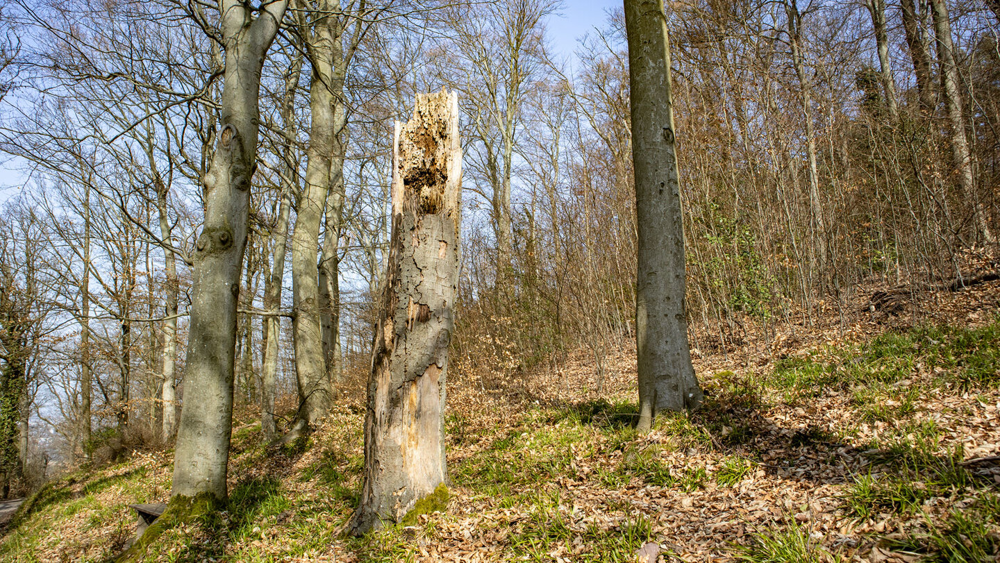 Wanderweg auf dem Wattkopf