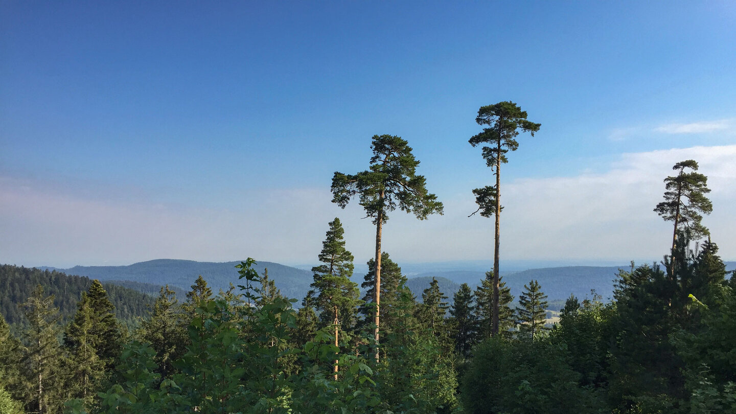 Blick über den Schwarzwald zur Rheinebene