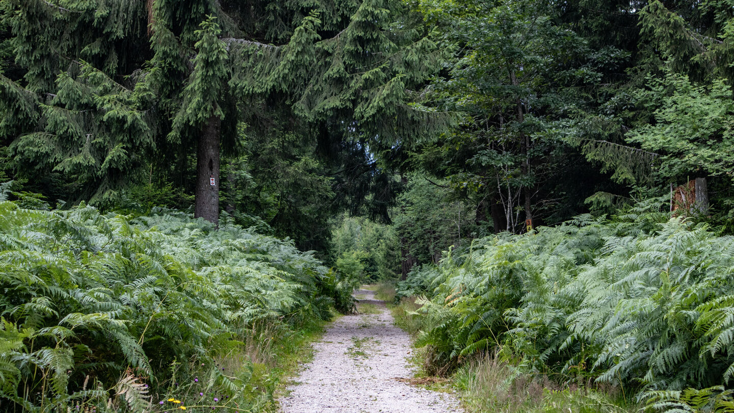 dichter Tannenwald zwischen Kaltenbronn und dem Hochmoor