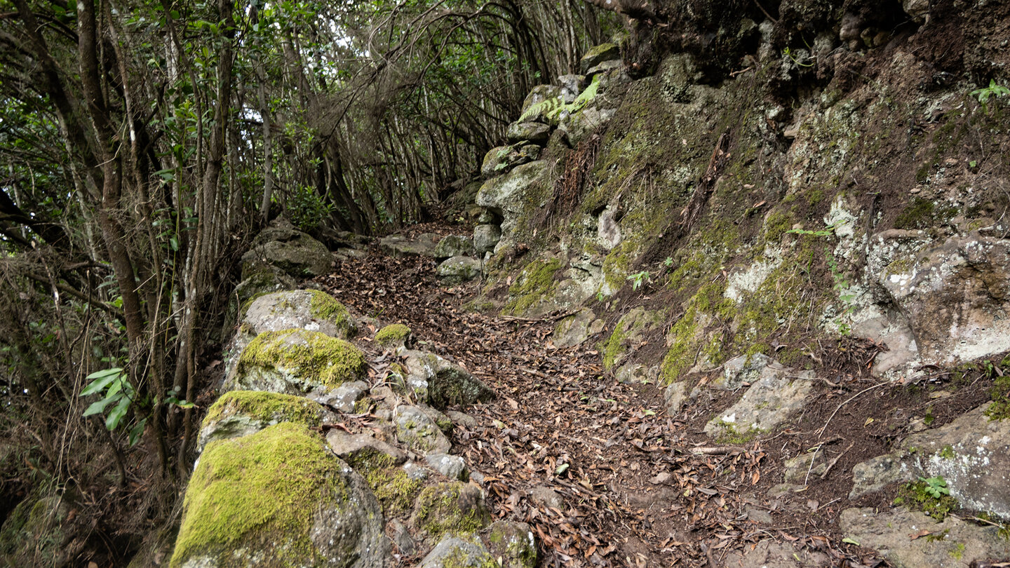 die Wanderroute führt durch Lorbeerwald nach El Tablado Wanderroute durch Lorbeerwald nach El Tablado