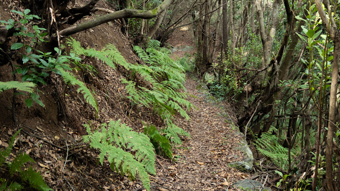 Wanderung auf idyllischen Waldpfaden im Norden La Palmas