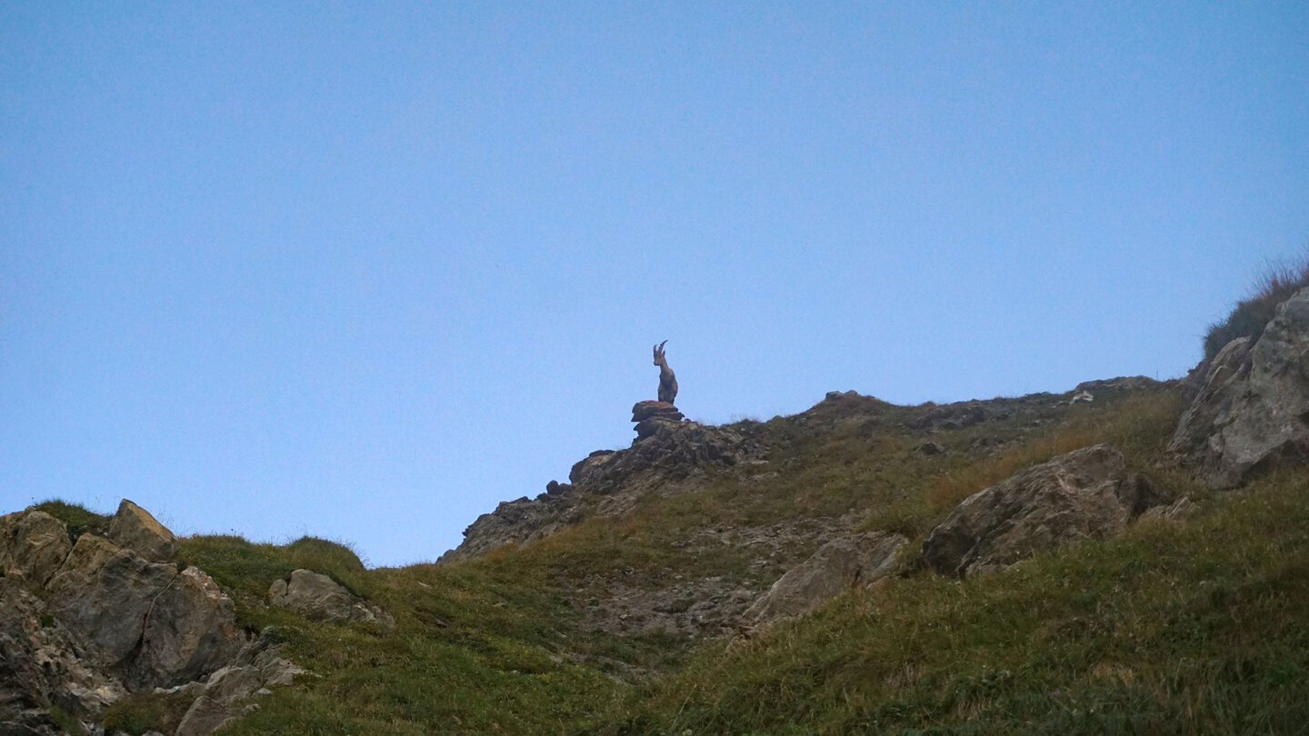 ein Steinbock auf einem Felsvorsprung beobachtet den Abstieg Steinbock auf einem Felsvorsprung