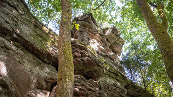 Blick von unten auf die moosbewachsene Buntsandsteinwand des Schafsfelsens mit rundlichen Felsköpfen, davor schlanker Baumstamm im lichten Laubwald