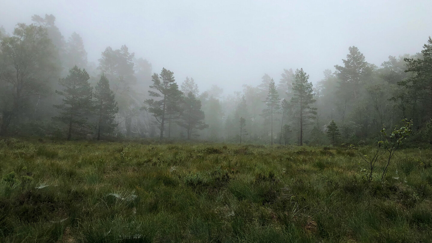 der Wald am Weg zum Preikestolen verliert sich im Nebel der Wald am Weg zum Preikestolen im Nebel