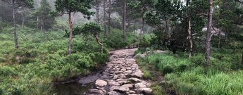 steiniger Pfad durch urwaldartiges Gelände auf dem Weg zum Preikestolen