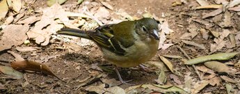 Buchfink Weibchen im Lorbeerwald