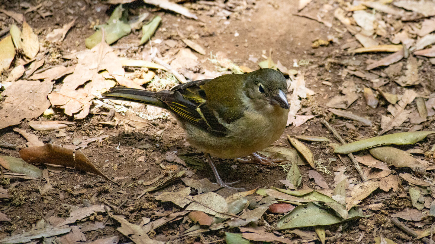 Buchfink Weibchen im Lorbeerwald