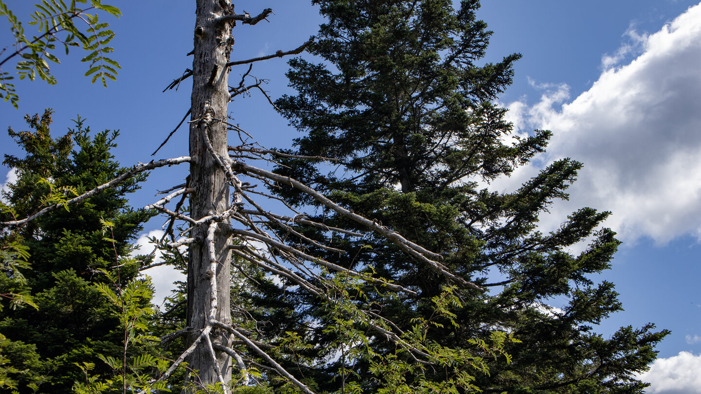 der wildromantische Bannwald im Nationalpark Schwarzwald wird auf dem Höhenweg auch durchschritten