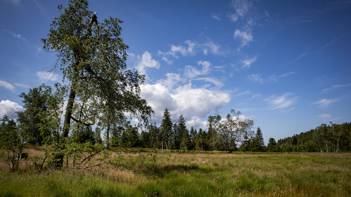 die weitläufigen Grindflächen bieten sonnige Momente im Nationalpark Schwarzwald