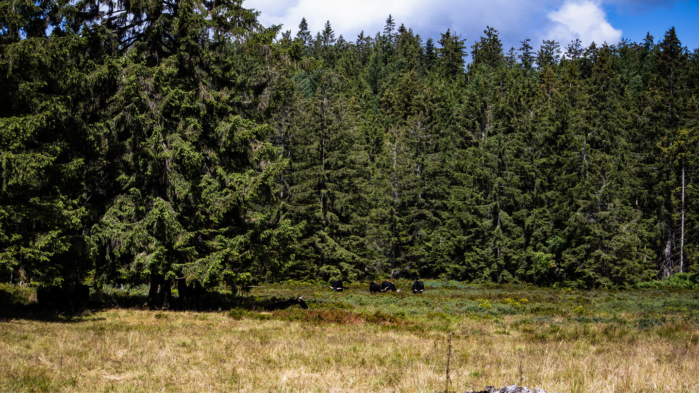 Grinden-Beweidung im Nationalpark Schwarzwald