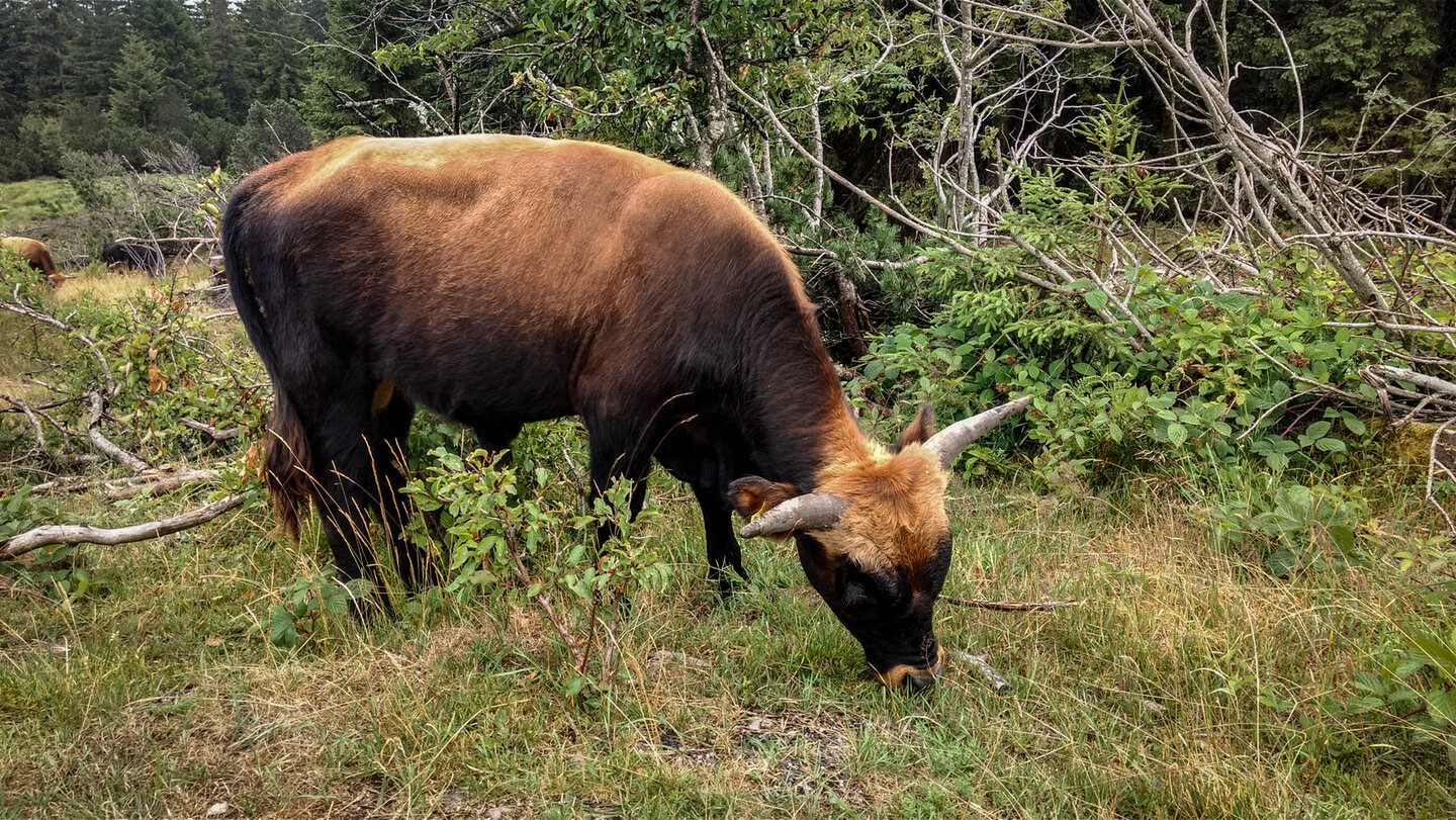Heckrinder als Stellvertreter des ausgestorbenen Auerochsen