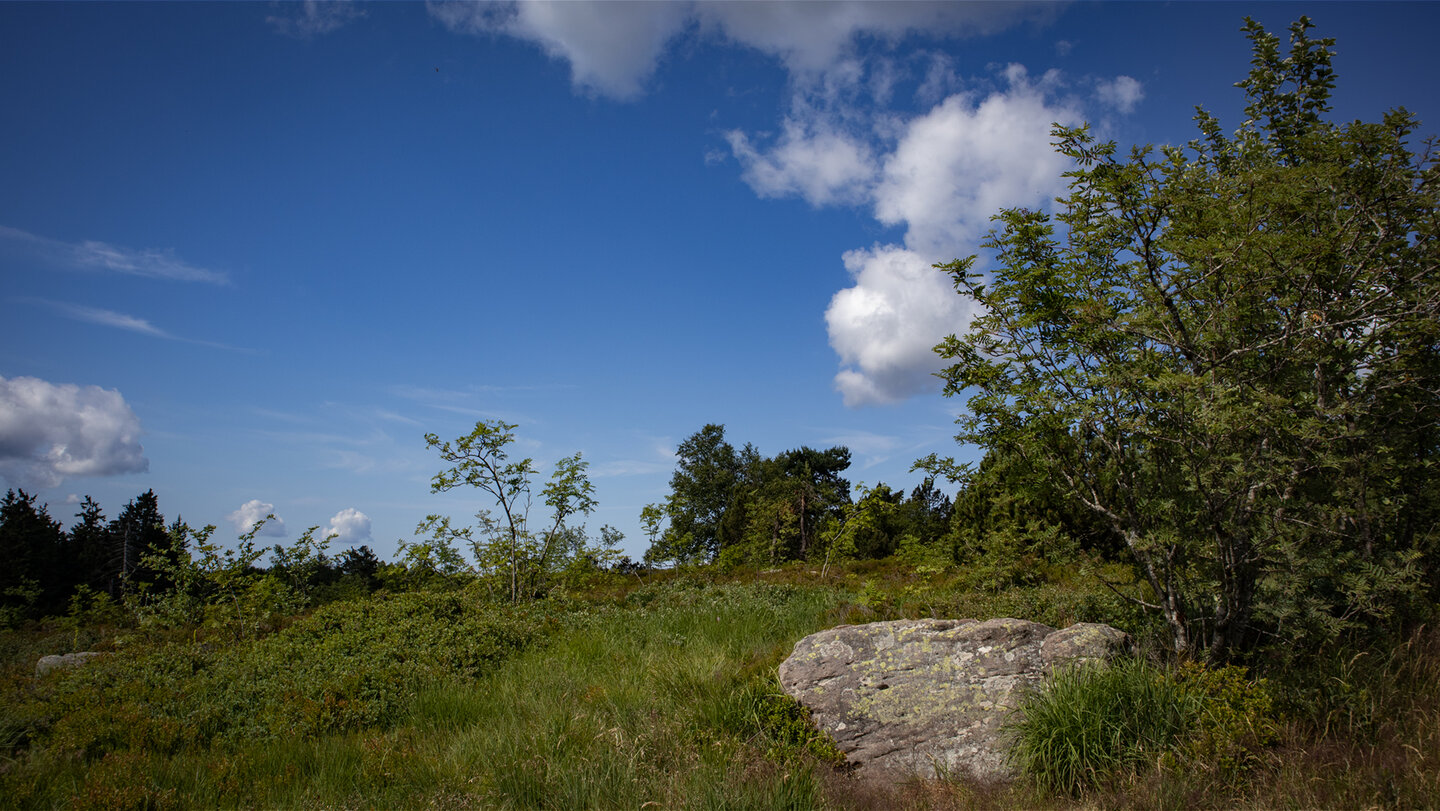 Hochebene des Schliffkopfs im Nationalpark Schwarzwald