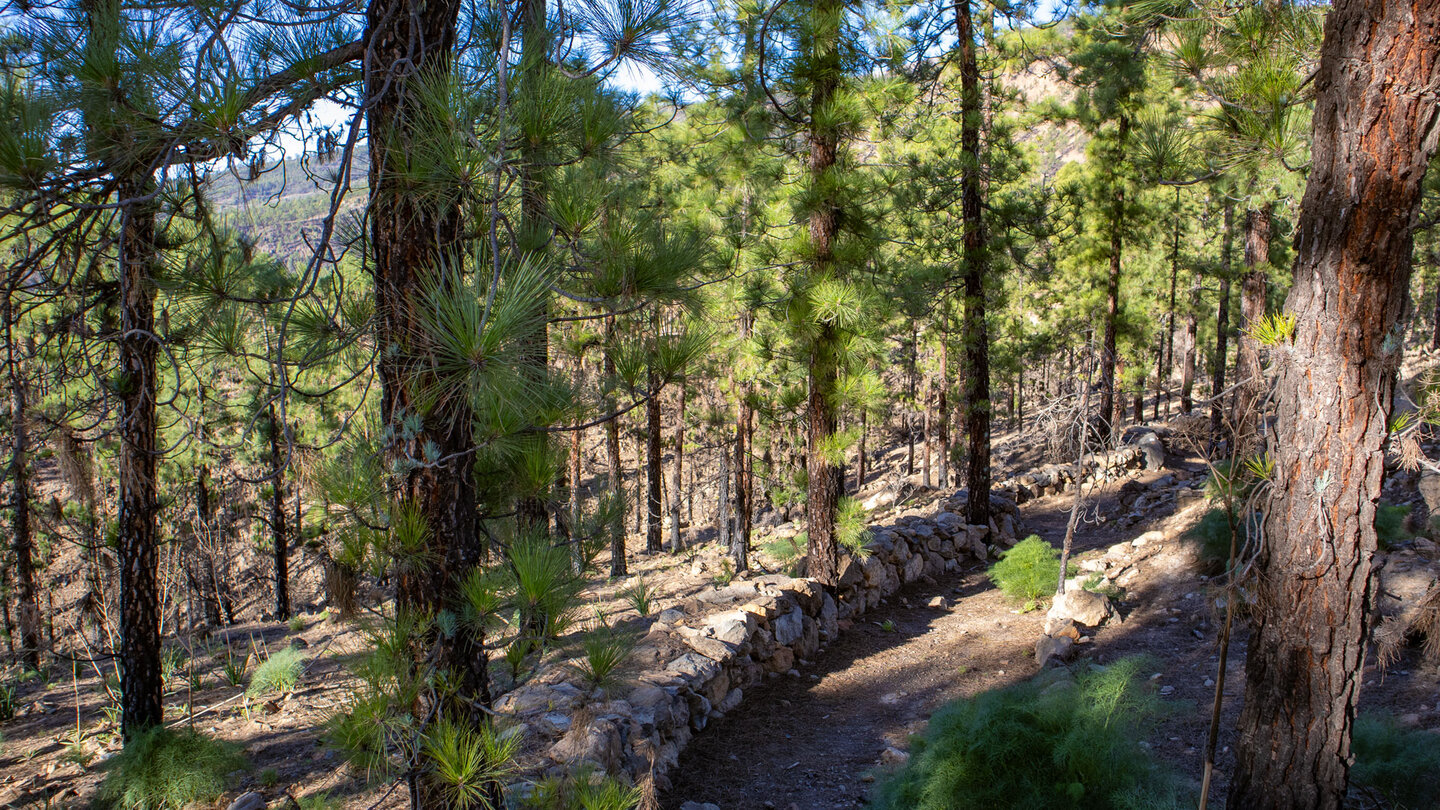 beschatteter Wanderweg im Kiefernwald