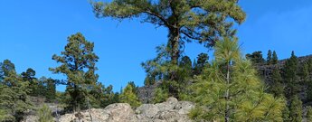 der größte Teil der Wanderung ist von Felslandschaft und Kiefernwald geprägt