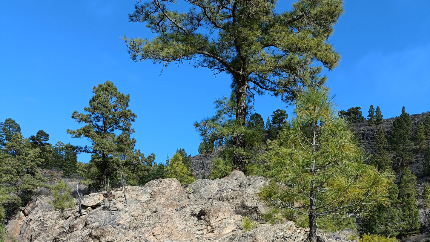 der größte Teil der Wanderung ist von Felslandschaft und Kiefernwald geprägt