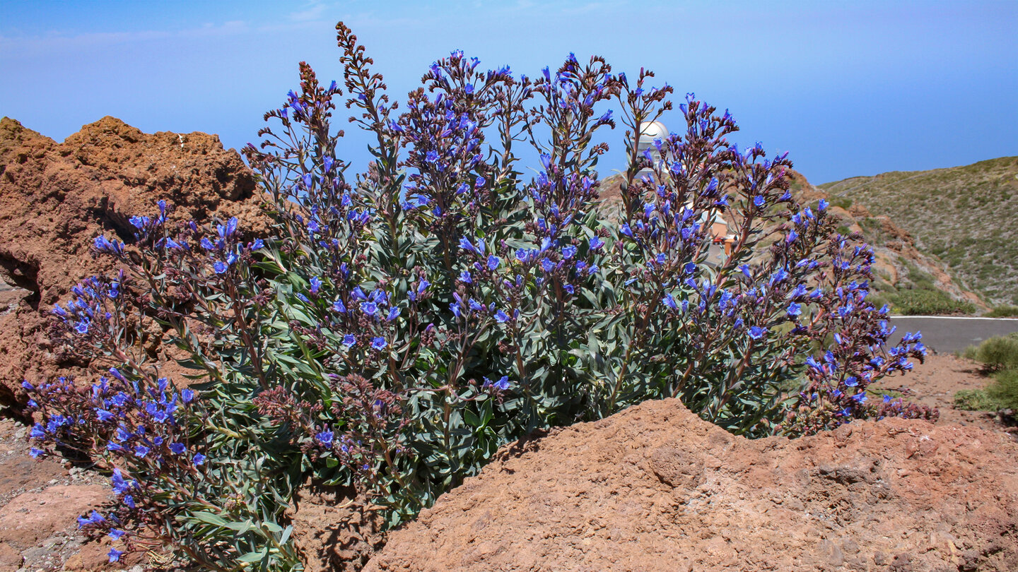 Enzianähnlicher Natternkopf mit blauen Blüten