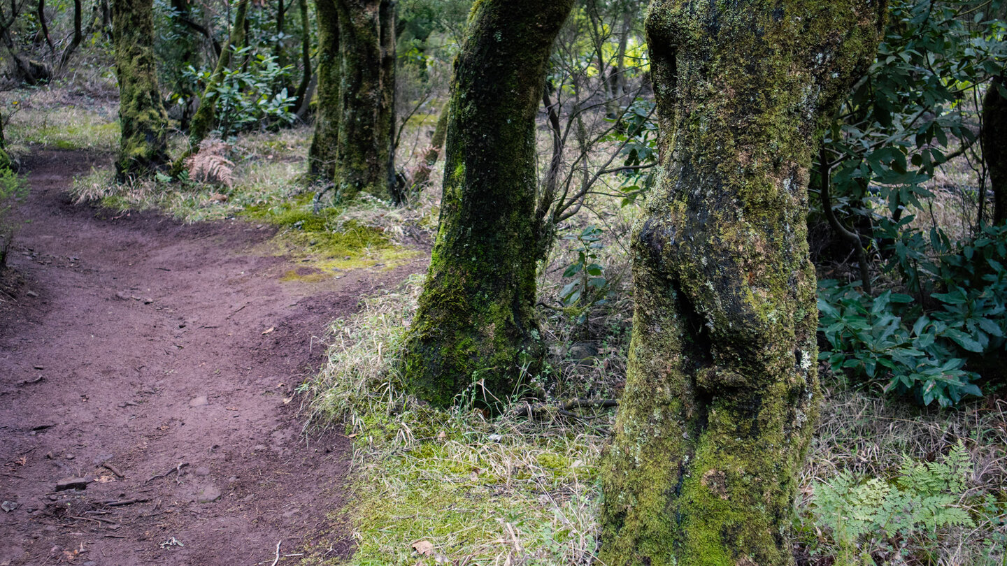 bemooste Bäume an der Cumbre de Bolico