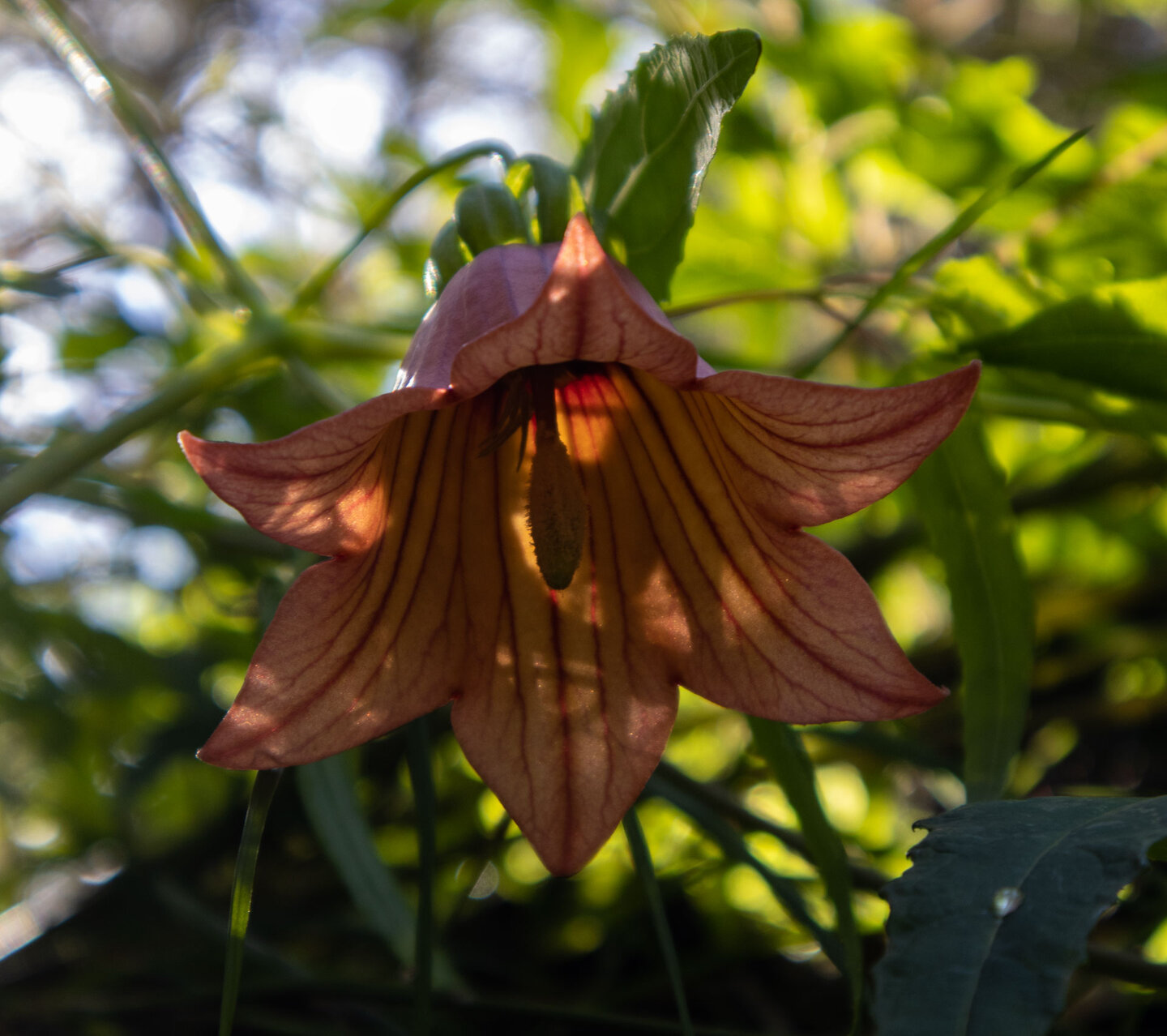 Blüte der Kanarischen Glockenblume