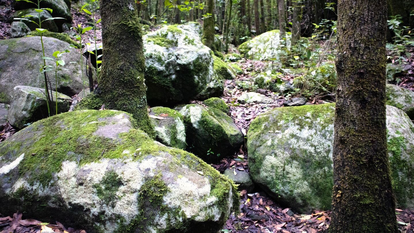 bemooste Felsen im Lorbeerwald