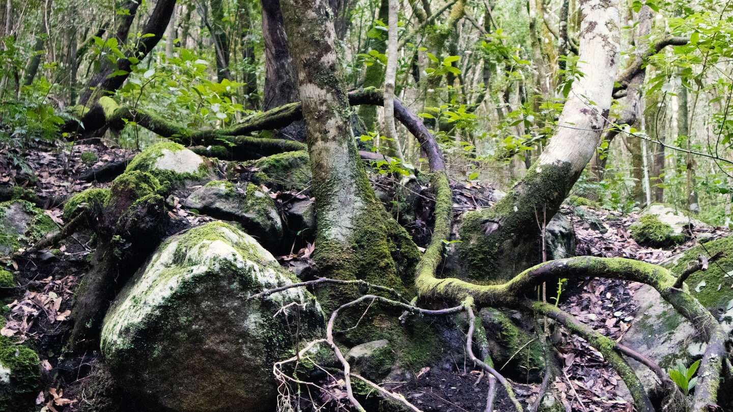 dichter Lorbeerwald im Monte del Agua