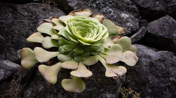 eine aufgefächerte Aeoniumpflanze an einer Mauer
