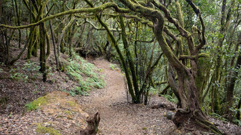 die Ruta 11 im Lorbeerwald des Nationalparks Garajonay