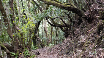 der Wanderpfad steigt in die Cedro-Schlucht ab