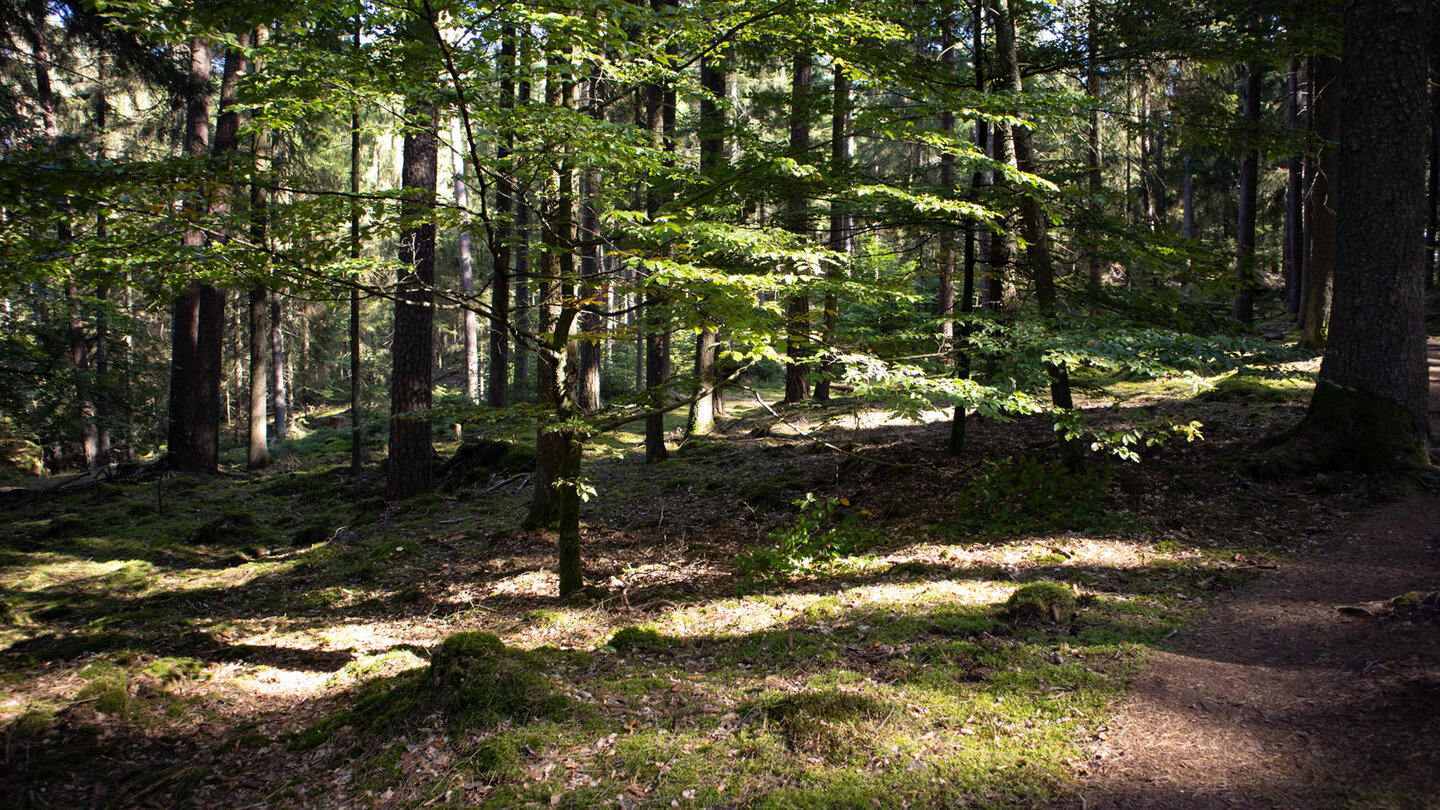 Wanderung durchs Waldgebiet nahe der PWV-Hütte