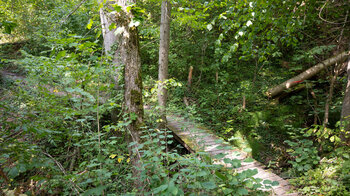 Holzstege führen durch den Schluchtwald bei den Wutachflühen