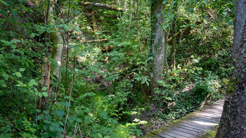 Schluchtwald am Wegesrand