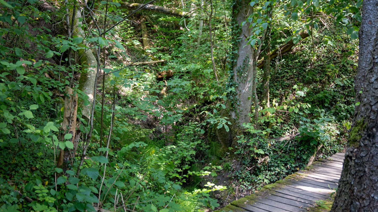 Schluchtwald am Wegesrand