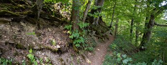 Wege führen durch den Schluchtwald in den Wutachflühen