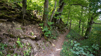 Wege führen durch den Schluchtwald in den Wutachflühen