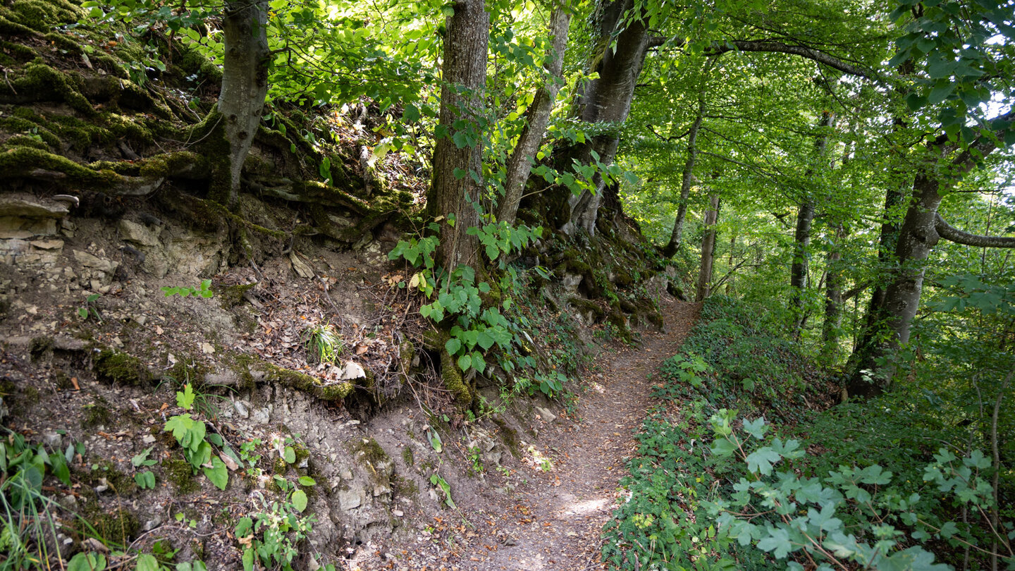 Wege führen durch den Schluchtwald in den Wutachflühen