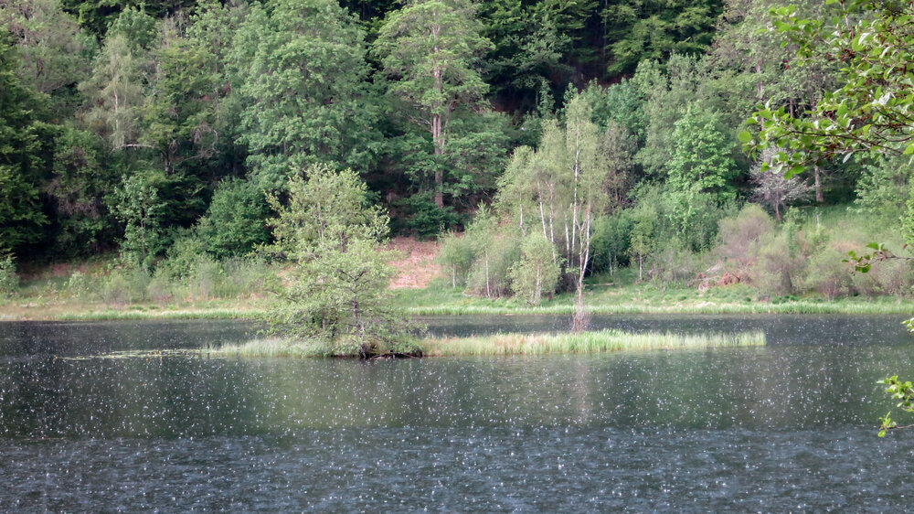 Insel auf dem Sankenbachsee Insel auf dem Sankenbachsee