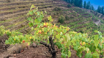 Abwanderung durch Weinreben