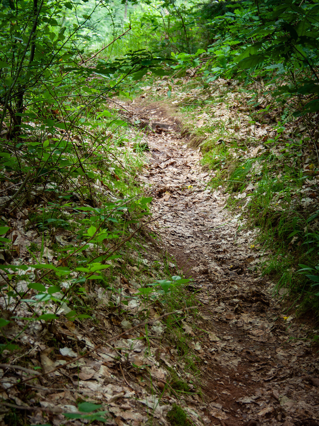 Wanderpfad im Pfälzerwald