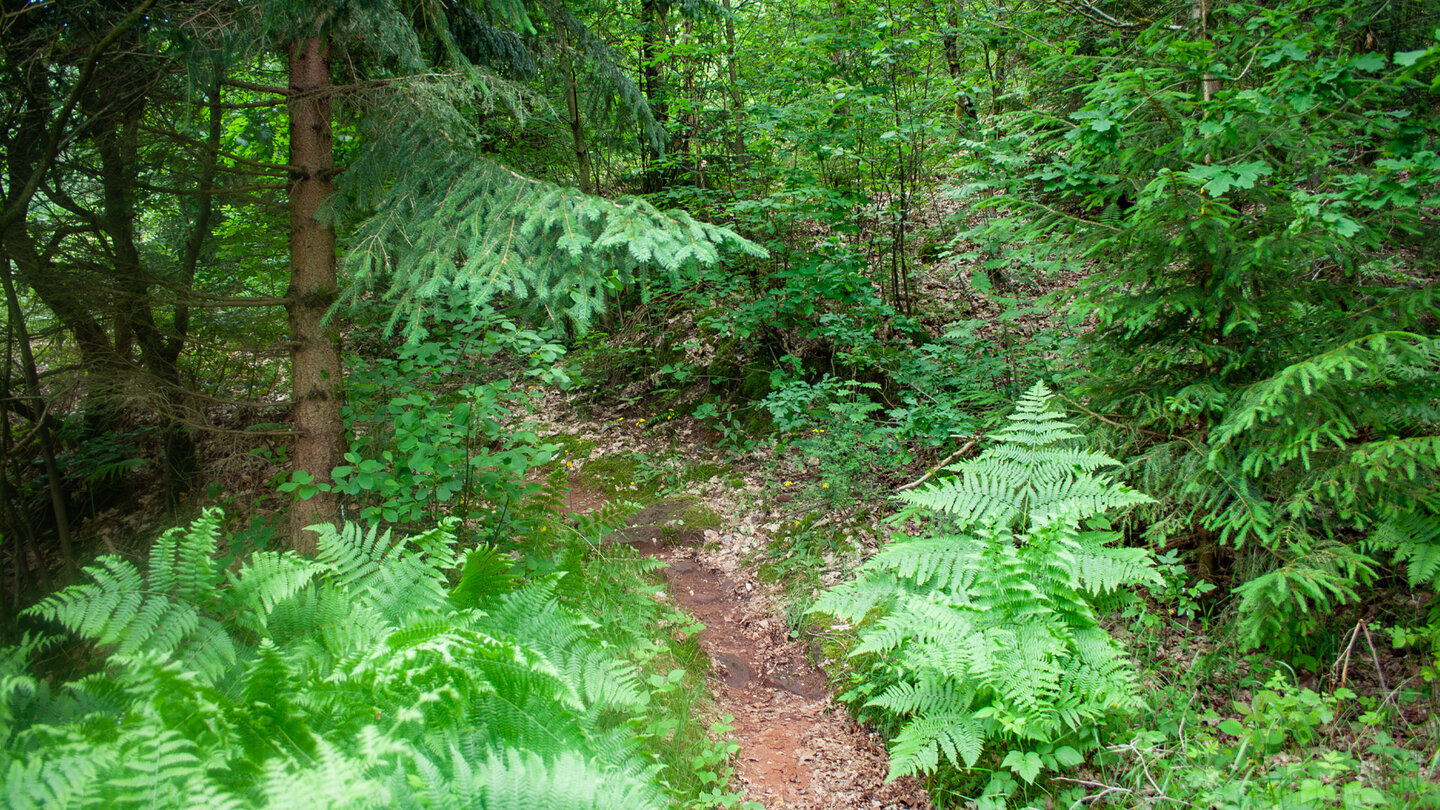 Pfade entlang der Hinterweidenthaler Teufelstisch-Tour im Pfälzerwald