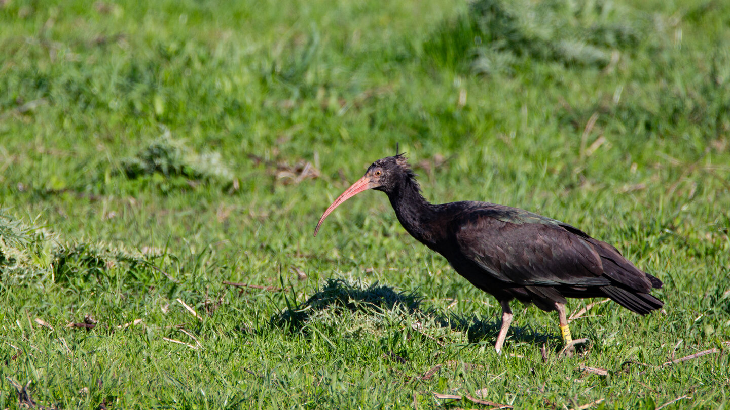 Waldrapp auf den Wiesen bei Barbate