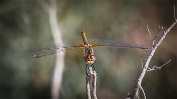 Südliche Heidelibelle (Sympetrum meridionale)